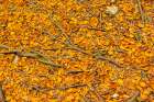 Slovenia, Triglav National Park. Close-up of fallen autumn leaves and tree roots. Art Print